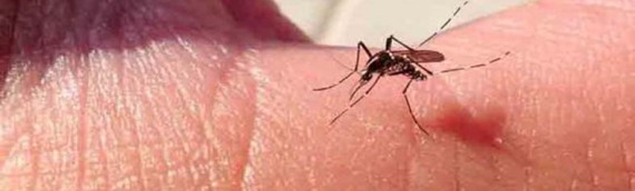 (Español) Virus Zika en México