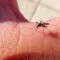 Virus Zika en México